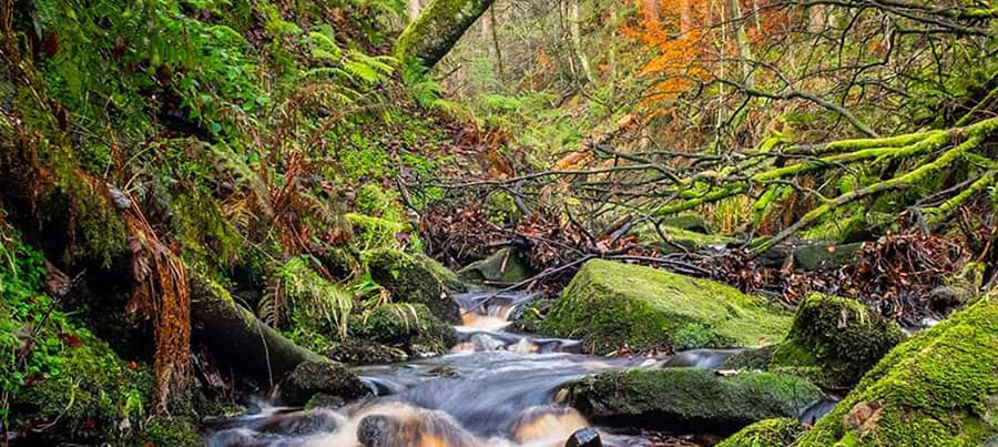 Yorkshire Stream