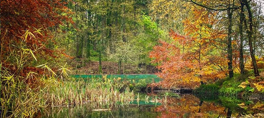 Bradford Wood